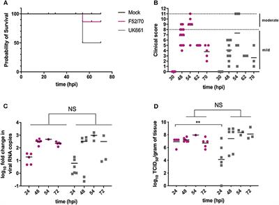 The Stronger Downregulation of in vitro and in vivo Innate Antiviral Responses by a Very Virulent Strain of Infectious Bursal Disease Virus (IBDV), Compared to a Classical Strain, Is Mediated, in Part, by the VP4 Protein